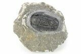Detailed Gerastos Trilobite Fossil - Morocco #277654-3